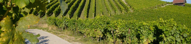 vignes d'une propriété viticole